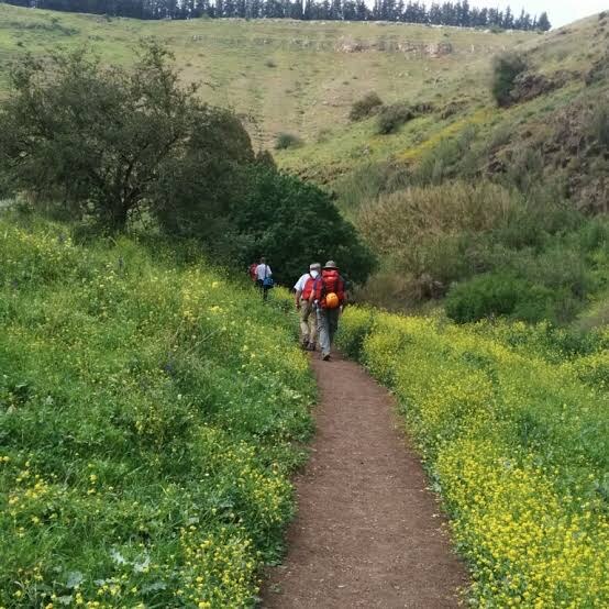 A dirt path winding between green hills and yellow wildflowers
