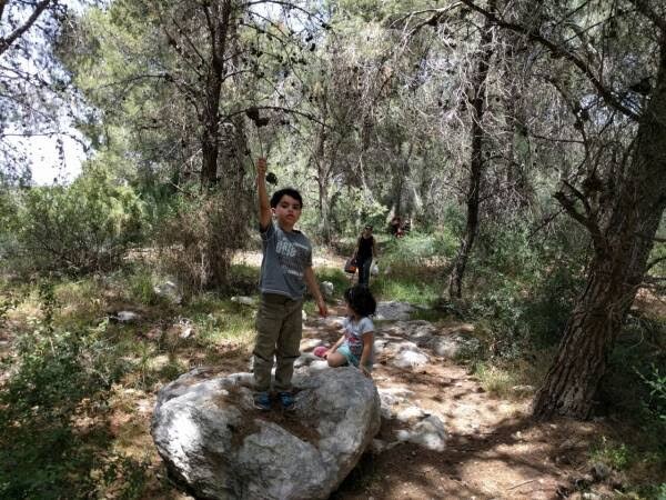 A child standing on a large rock in a pine forest